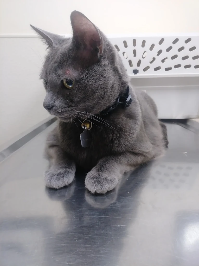 Beautiful gray cat waiting at veterinary examination table