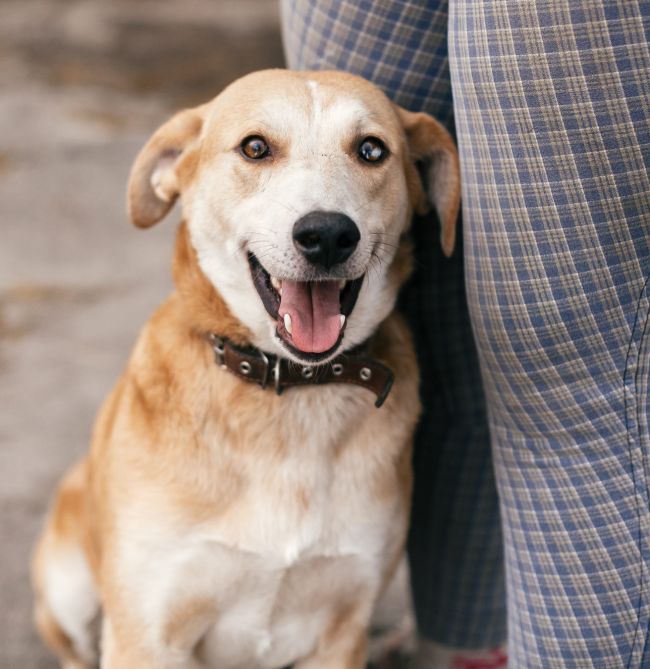 dog with sweet looking eyes sitting at people legs and smiling