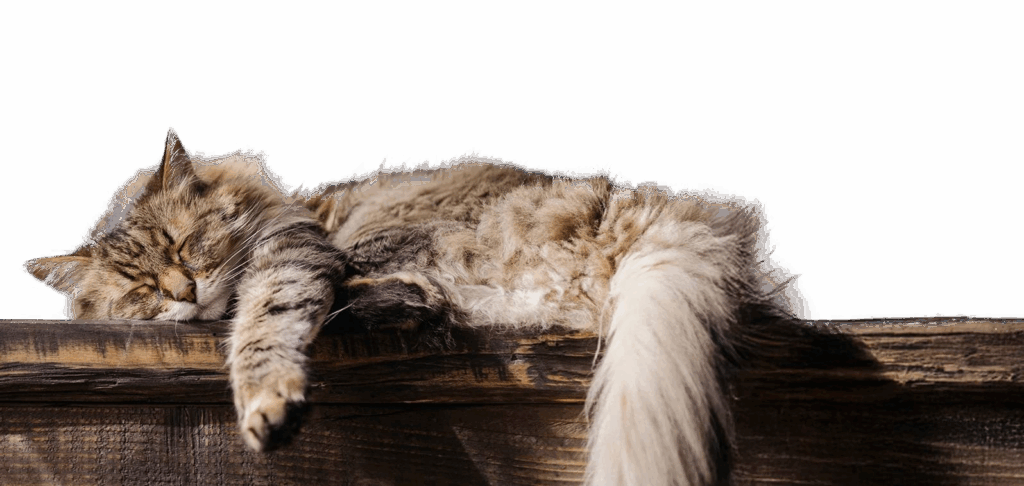 tabby cat sleeping at log