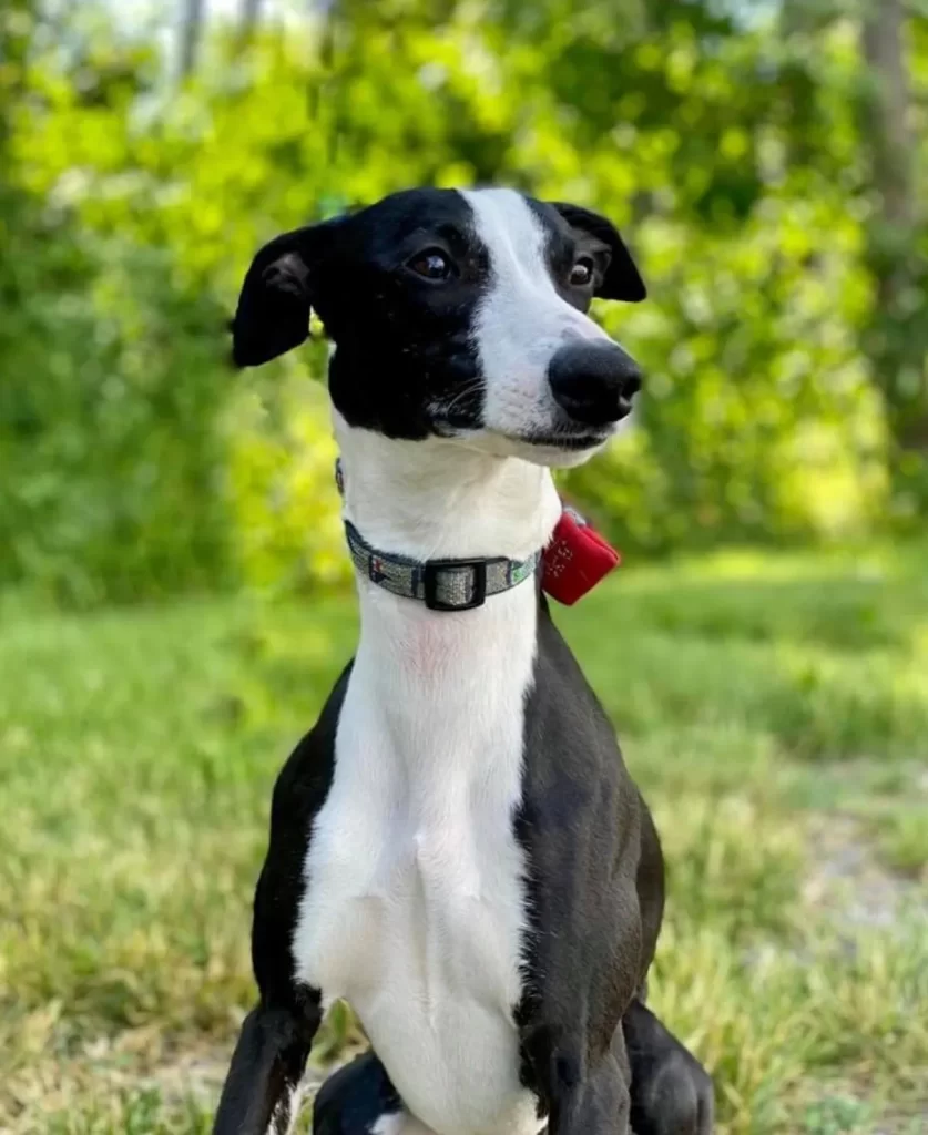Black and white dog with a red tag sitting outdoors.