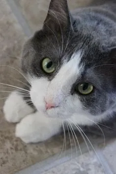 Close-up of a grey and white cat looking up with green eyes.