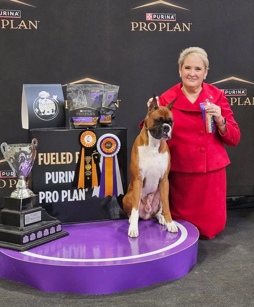 Woman in red jacket stands with a boxer dog among trophies and ribbons at a dog show.