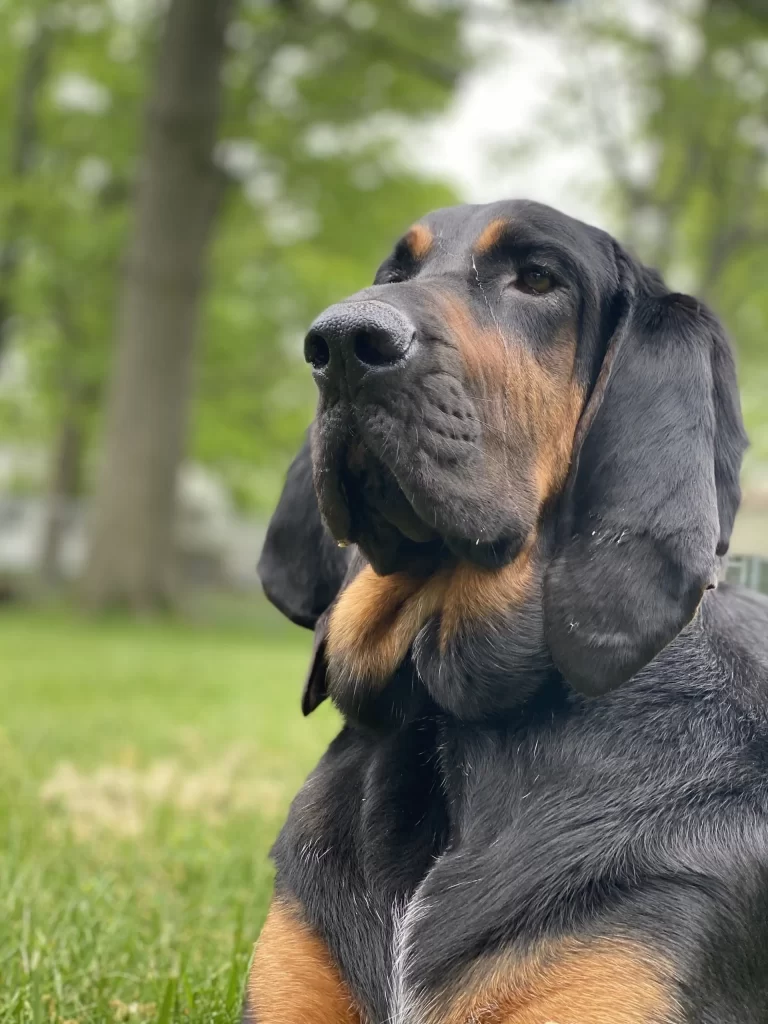Close-up of a black and tan dog sitting on grass, looking to the side.