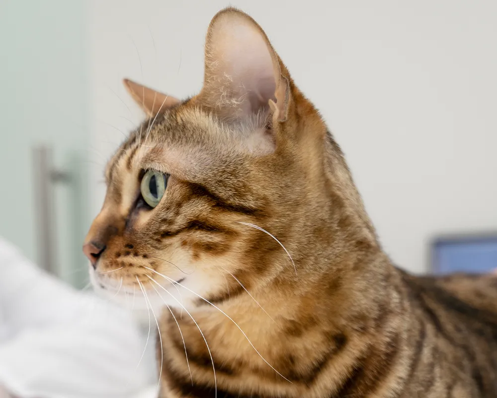 Close-up of a Bengal cat with marked fur, looking to the side.