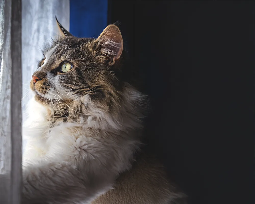 Fluffy cat gazing out a window with focused eyes.