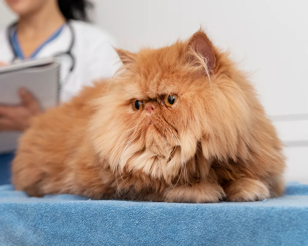 Fluffy ginger Persian cat on a blue towel with a blurred veterinarian in background.