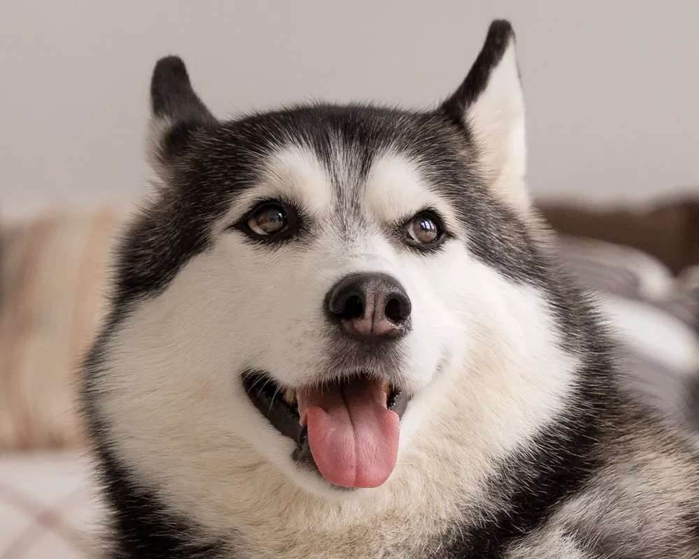 Close-up of a smiling Siberian Husky with striking blue eyes.