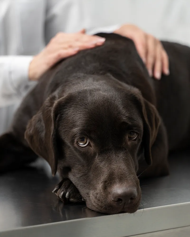A brown Labrador Retriever looking sad while being petted by a person.