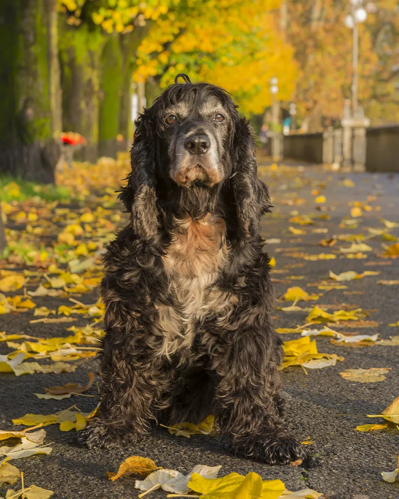 Black and brown dog sitting on a pathway surrounded by autumn leaves.