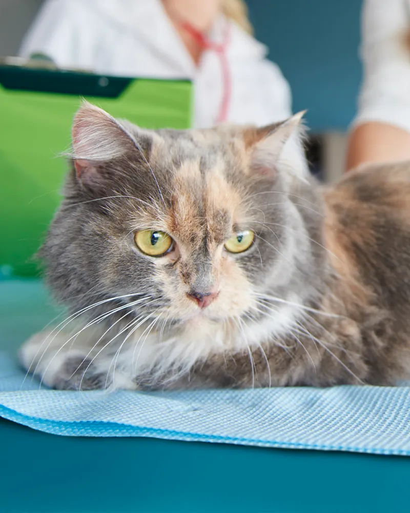 Fluffy multicolored cat with wide eyes sits on a clinic table.
