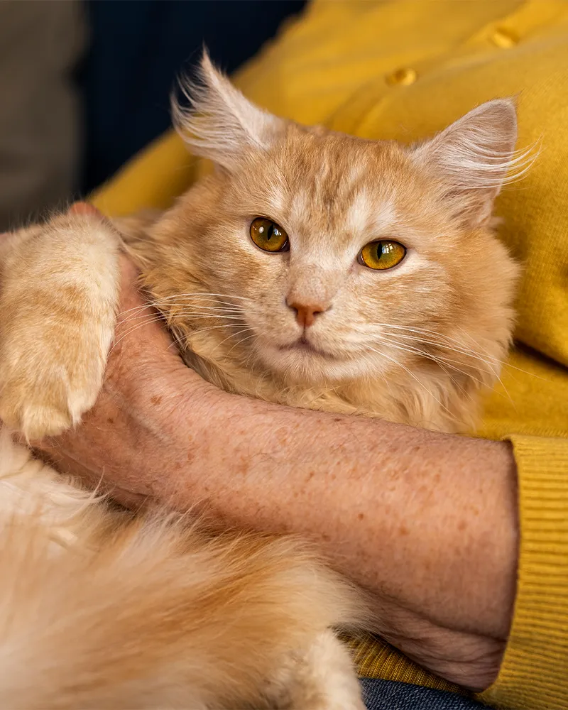 Fluffy orange cat held gently in someone's arms.