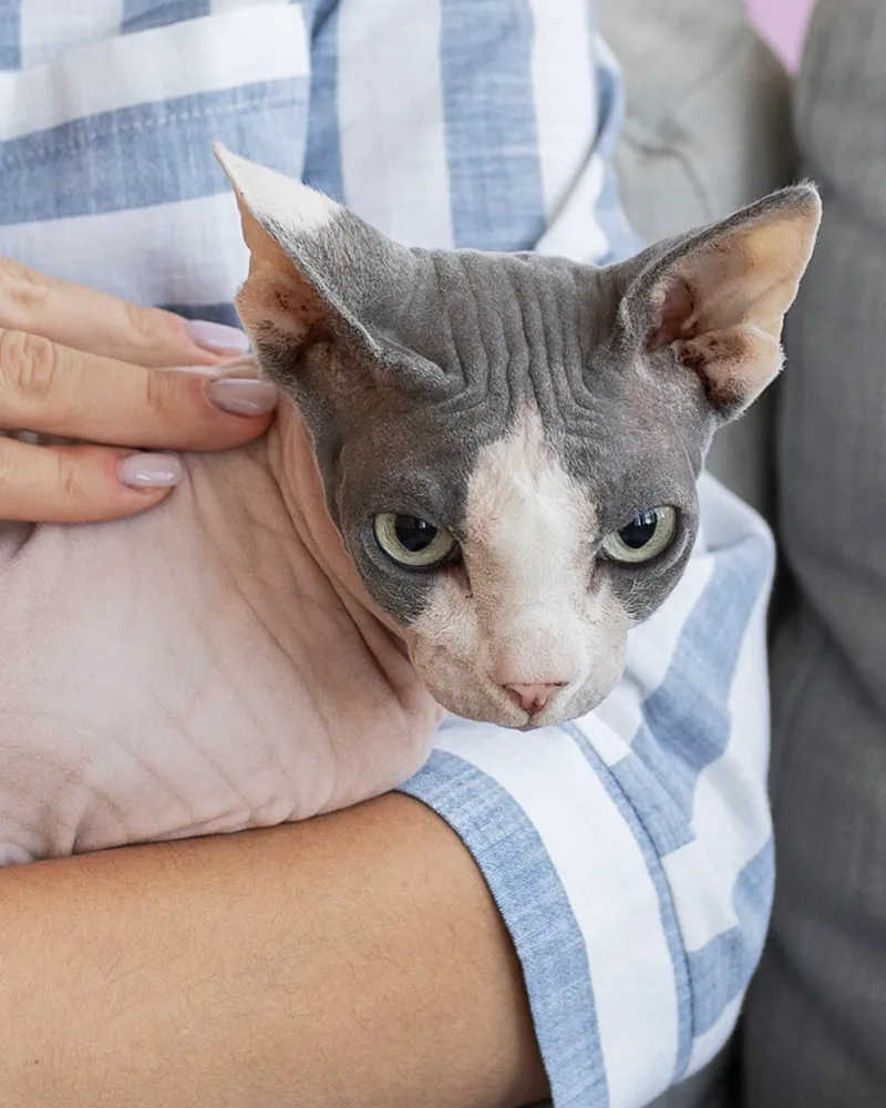 Person holding a hairless cat with large green eyes.