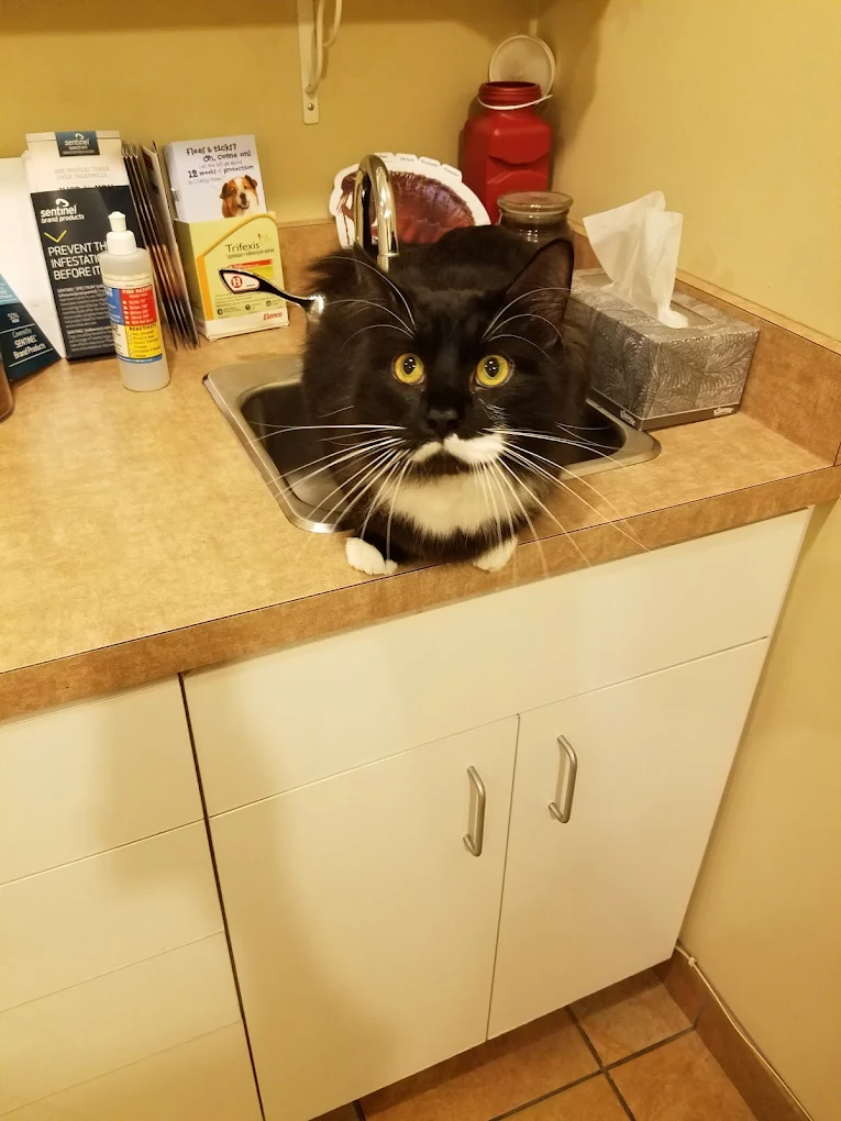 A black and white cat sitting inside a kitchen sink, looking directly at the camera.
