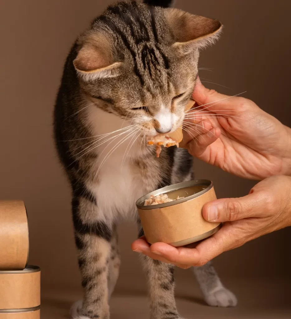 A cat eats from a hand-held food bowl as a person offers it a morsel.