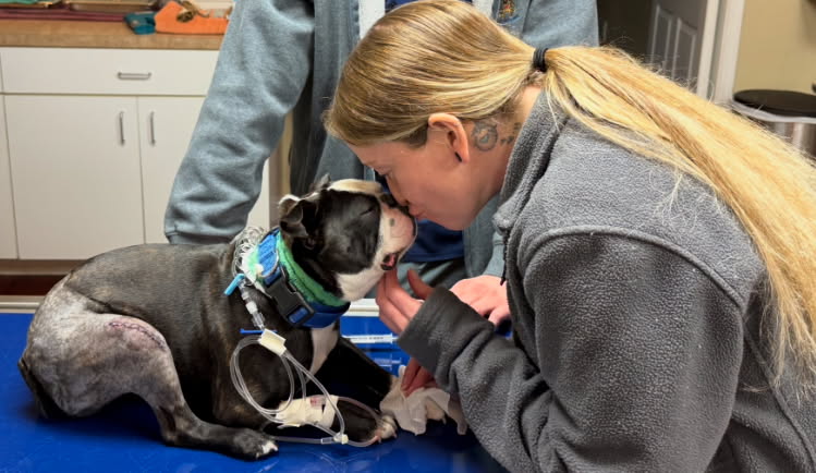 Woman gently kisses a bandaged dog inside a veterinary clinic.