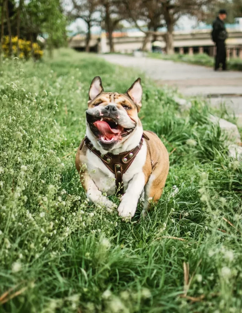 A happy bulldog sitting in a grassy field, tongue out.