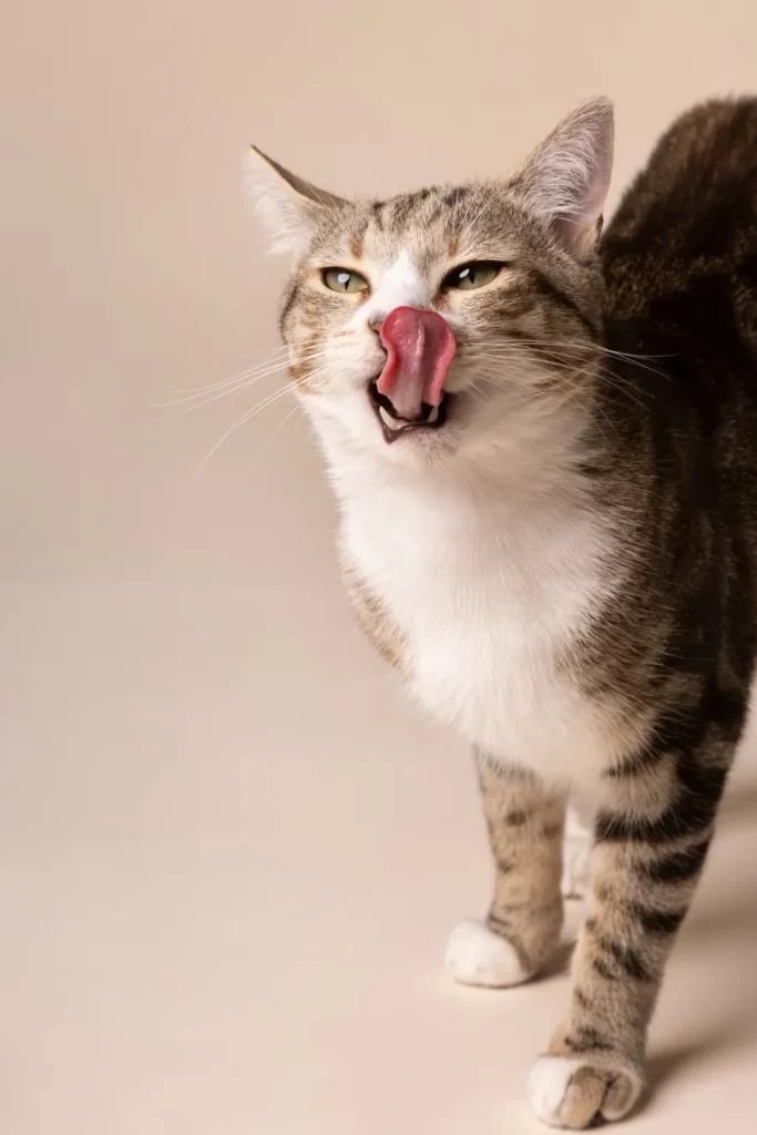 Cat licking its nose with tongue out.