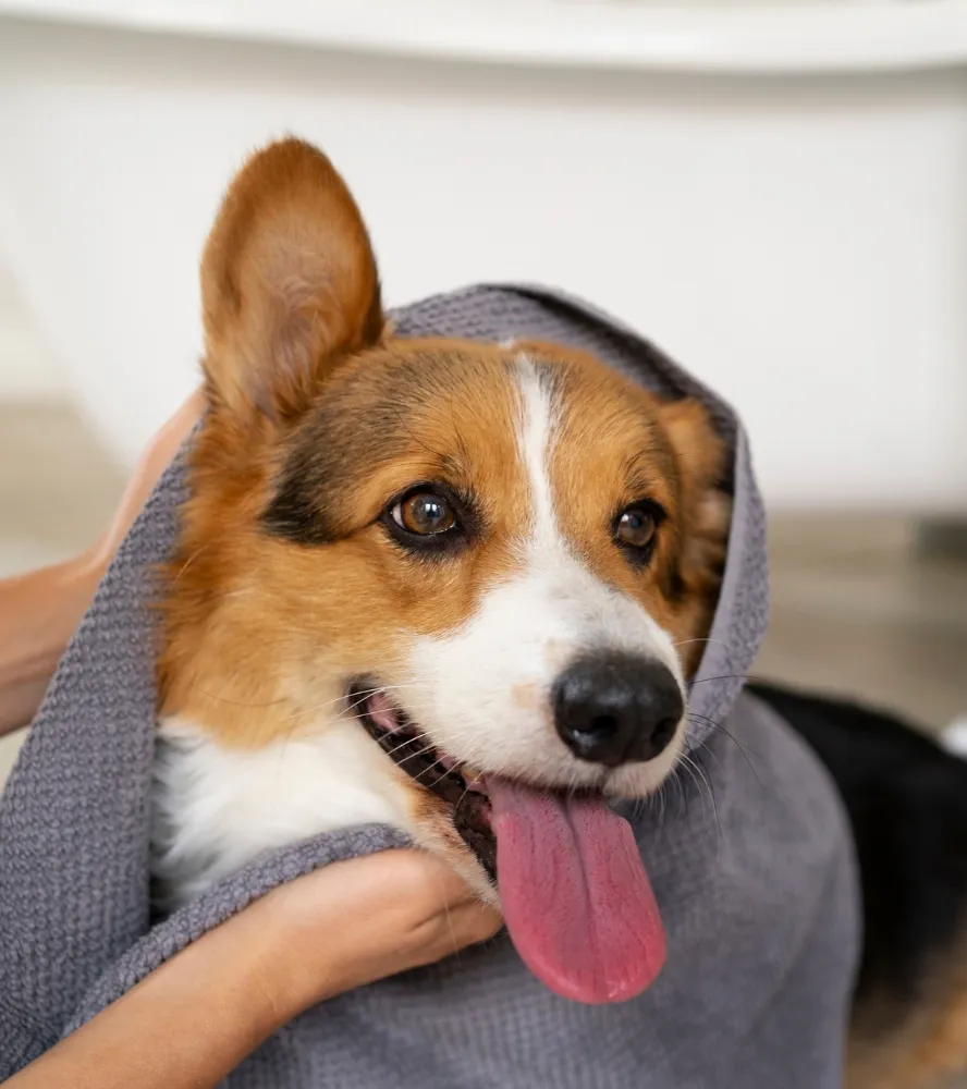 Close-up of a happy corgi wrapped in a towel, with a playful expression and tongue out.