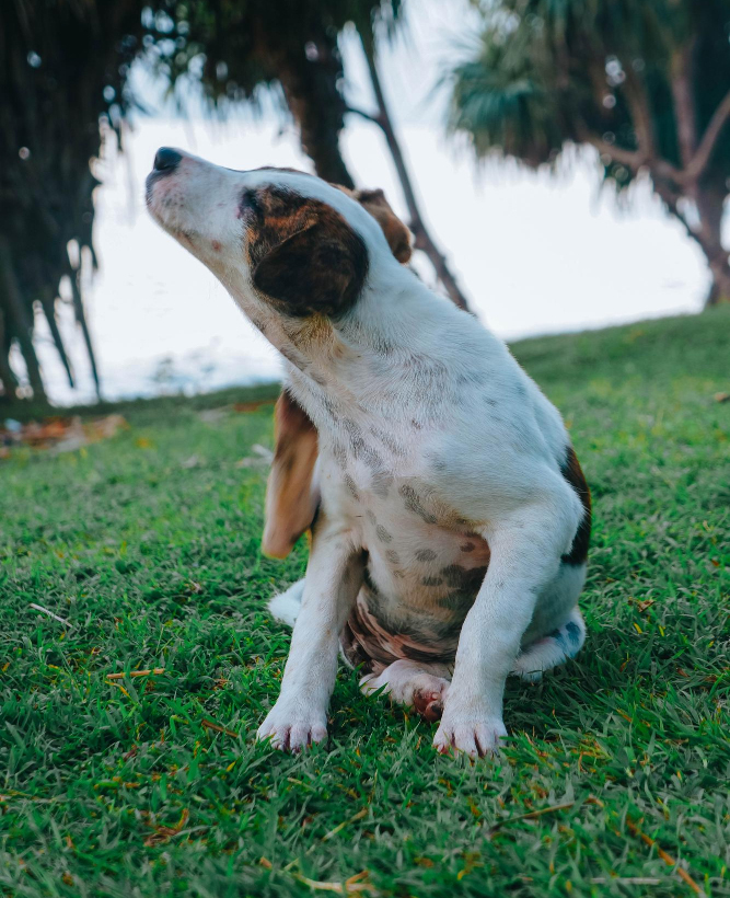 A brown and white dog seated on grass, tilting its head upwards.