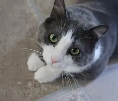 Gray and white cat with green eyes looking up from a floor.