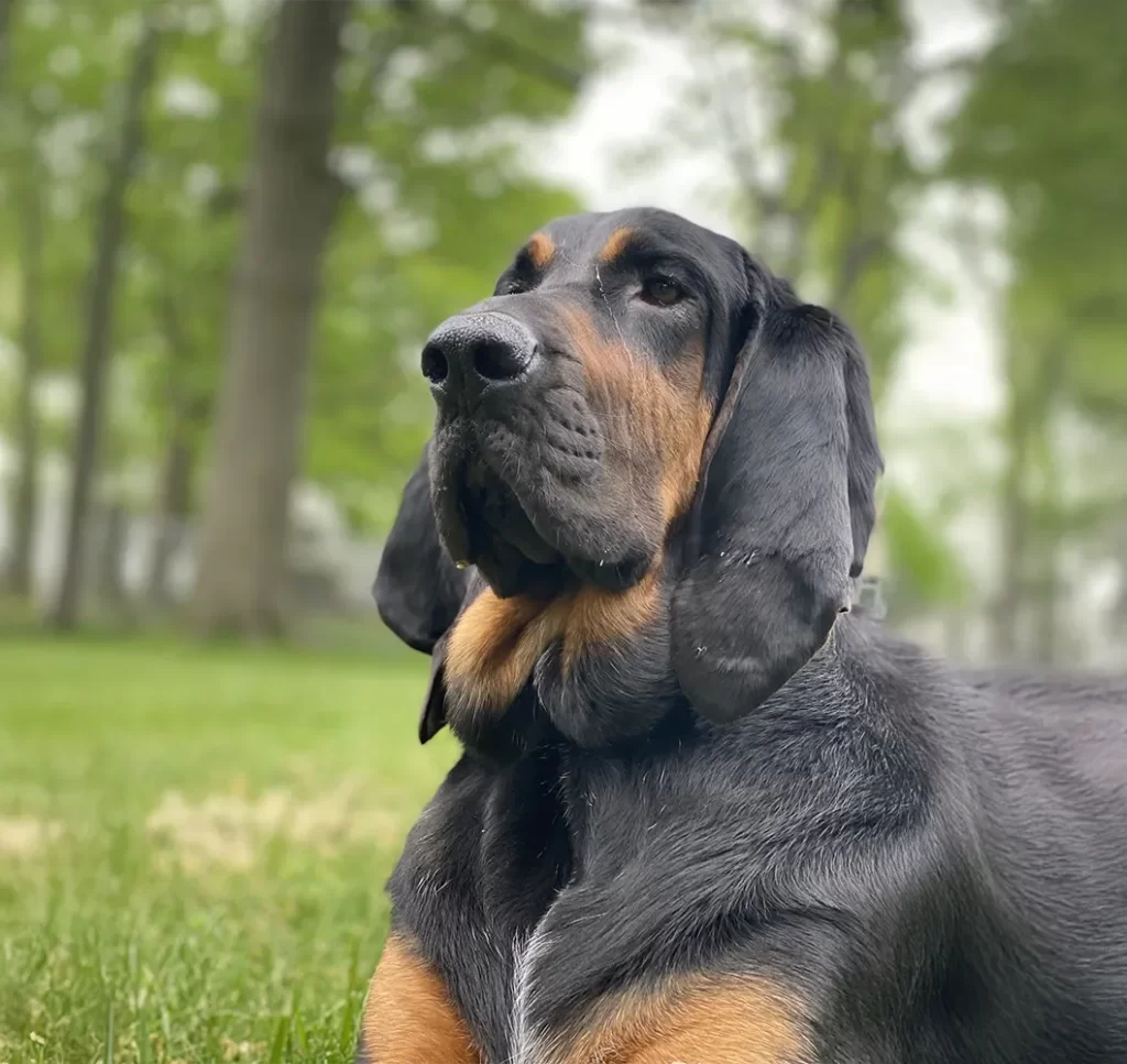 Close-up of a black and tan dog looking noble in a grassy field.
