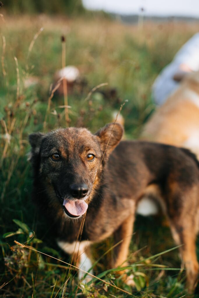 A brown dog with a tongue out standing in a grassy field.