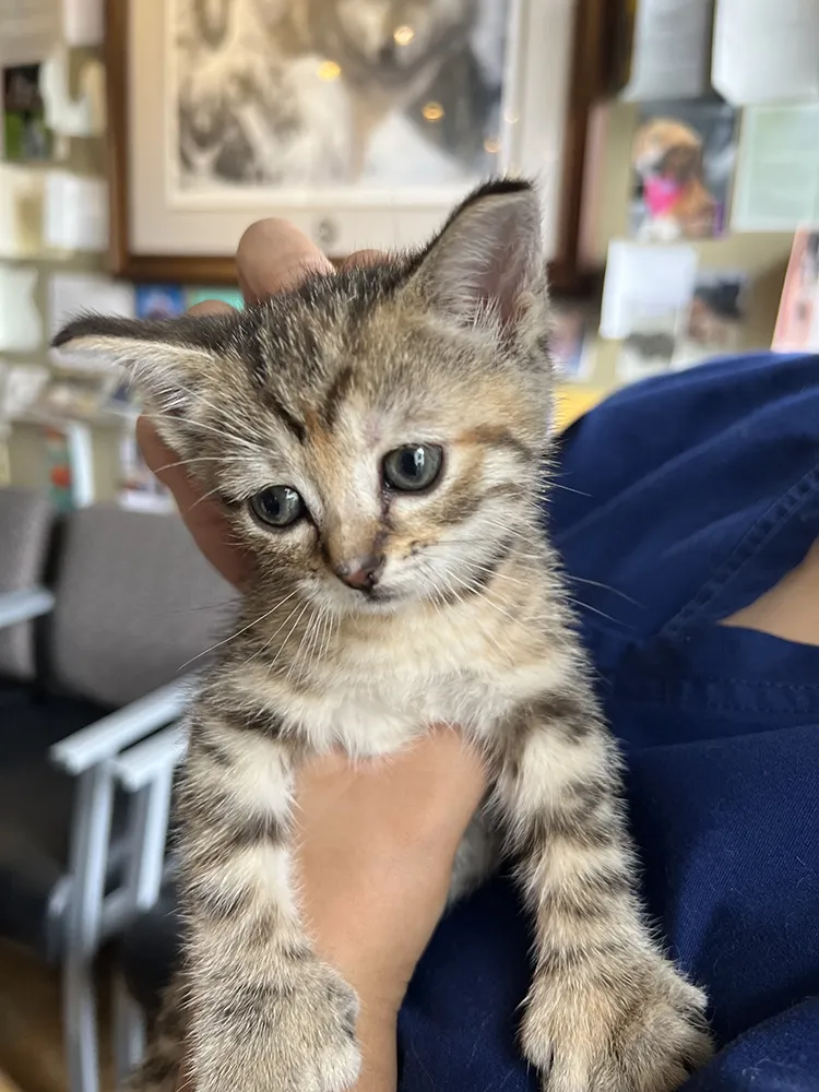 Small kitten held in a person's hand, looking directly at the camera.