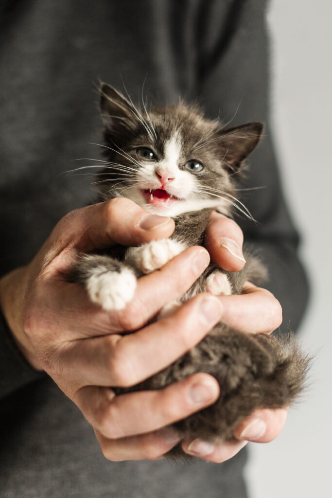 Person holding a small kitten who is meowing.