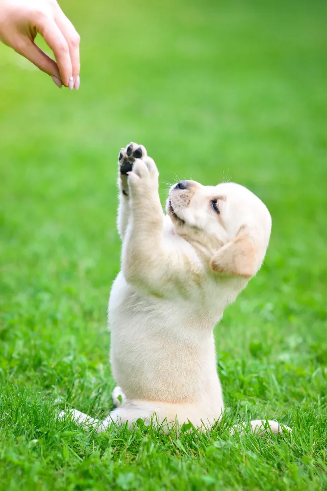 A young puppy sits on grass, reaching up towards a person's hand.