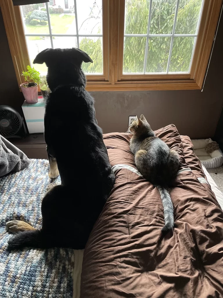 A dog and a cat sitting together, looking out a window.
