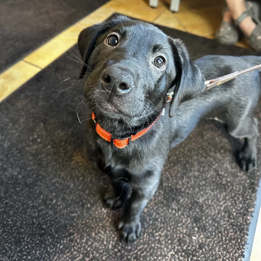 Black puppy with a red collar looking up curiously.